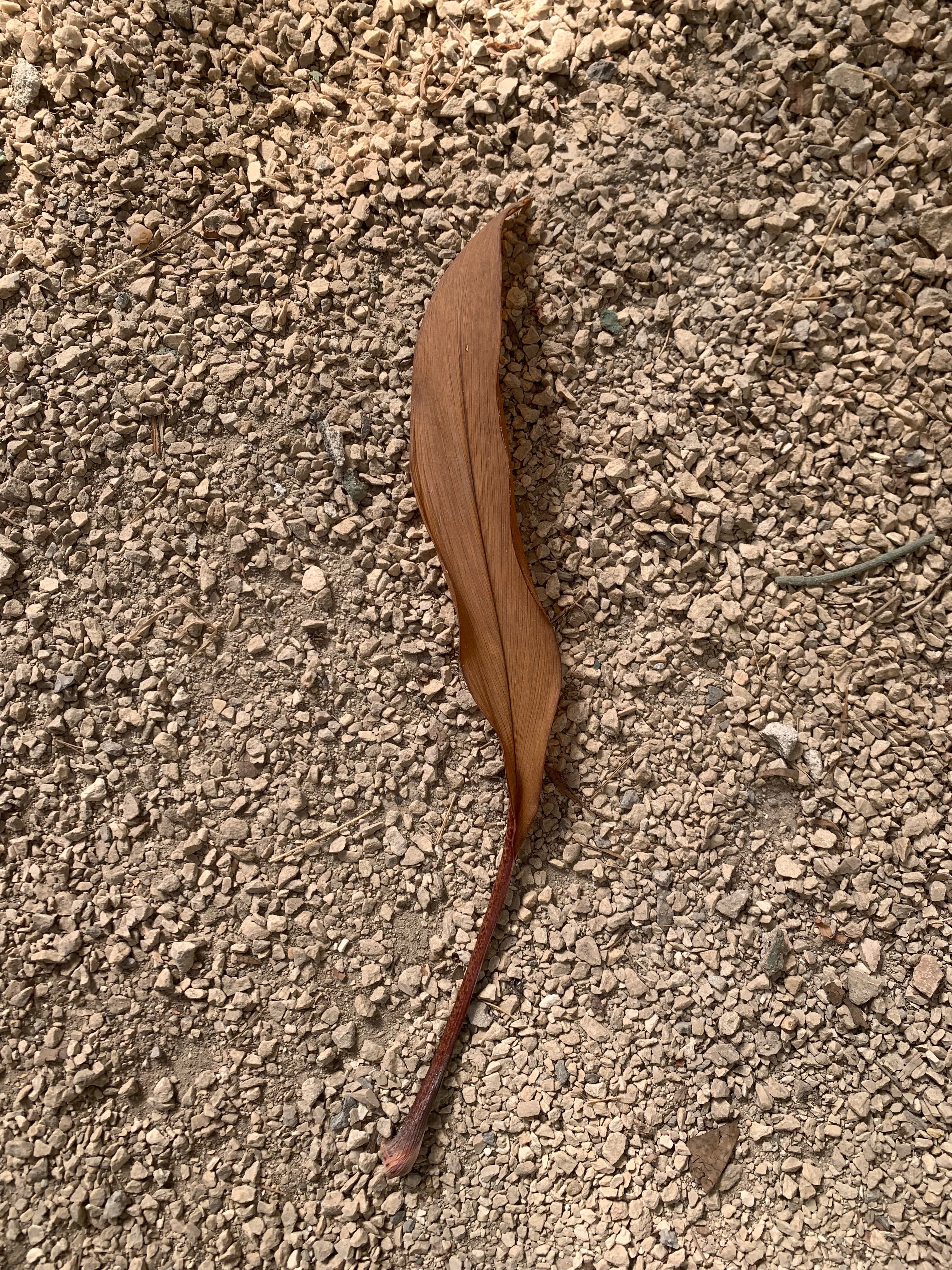 Brown leaf on a textured beige surface